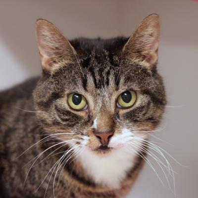 Enlarge Lory, a ADOPTABLE Domestic Short Hair in Hilliard, OH image 1/2