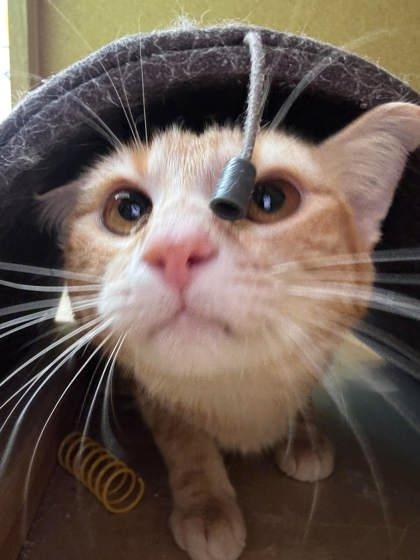 Spice, Adoptable, Adult Female Domestic Short Hair & Domestic Short Hair.