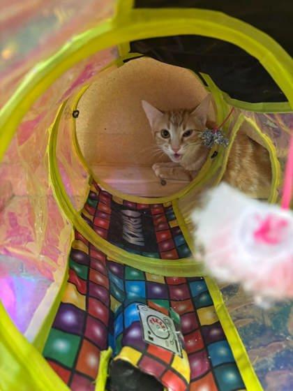 Enlarge Spice, a Adoptable mixed breed in Scottsbluff, NE image 2/3