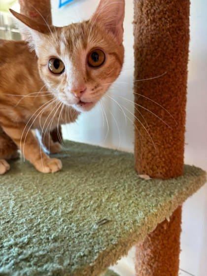Enlarge Spice, a Adoptable mixed breed in Scottsbluff, NE image 3/3