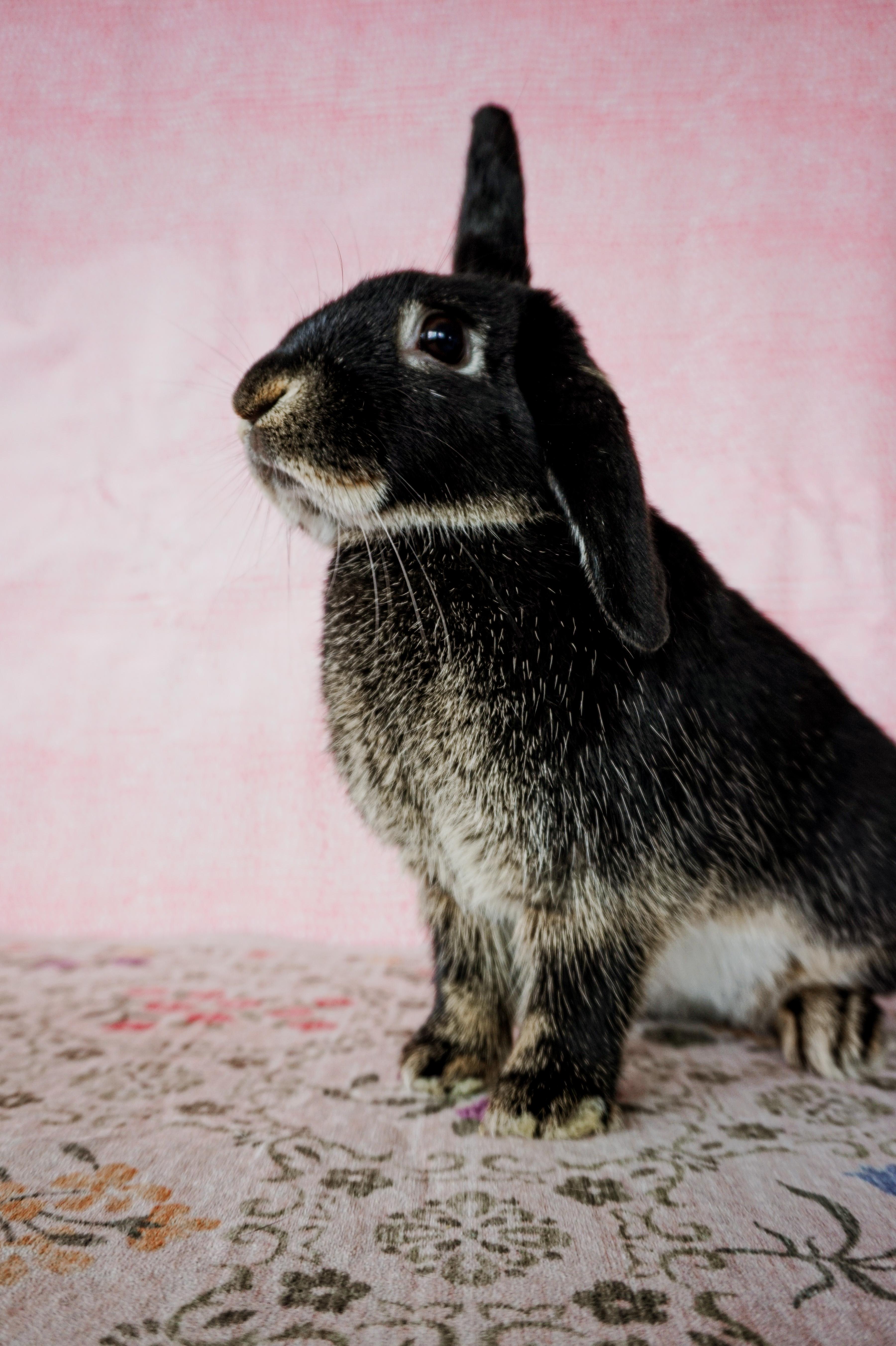 Flappy, a ADOPTABLE mixed breed in Long Beach, CA image 4/5