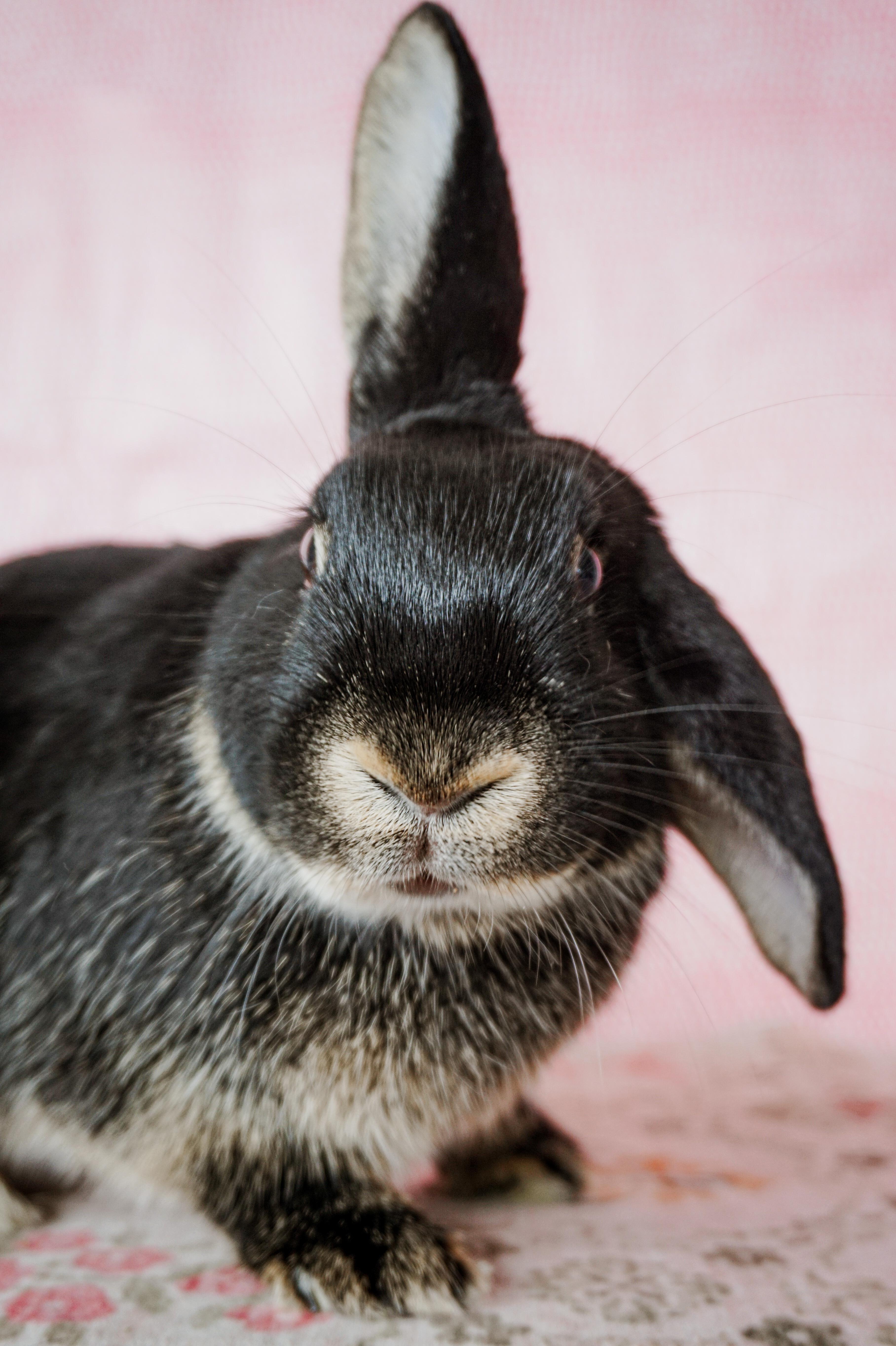 Flappy, a ADOPTABLE mixed breed in Long Beach, CA image 5/5