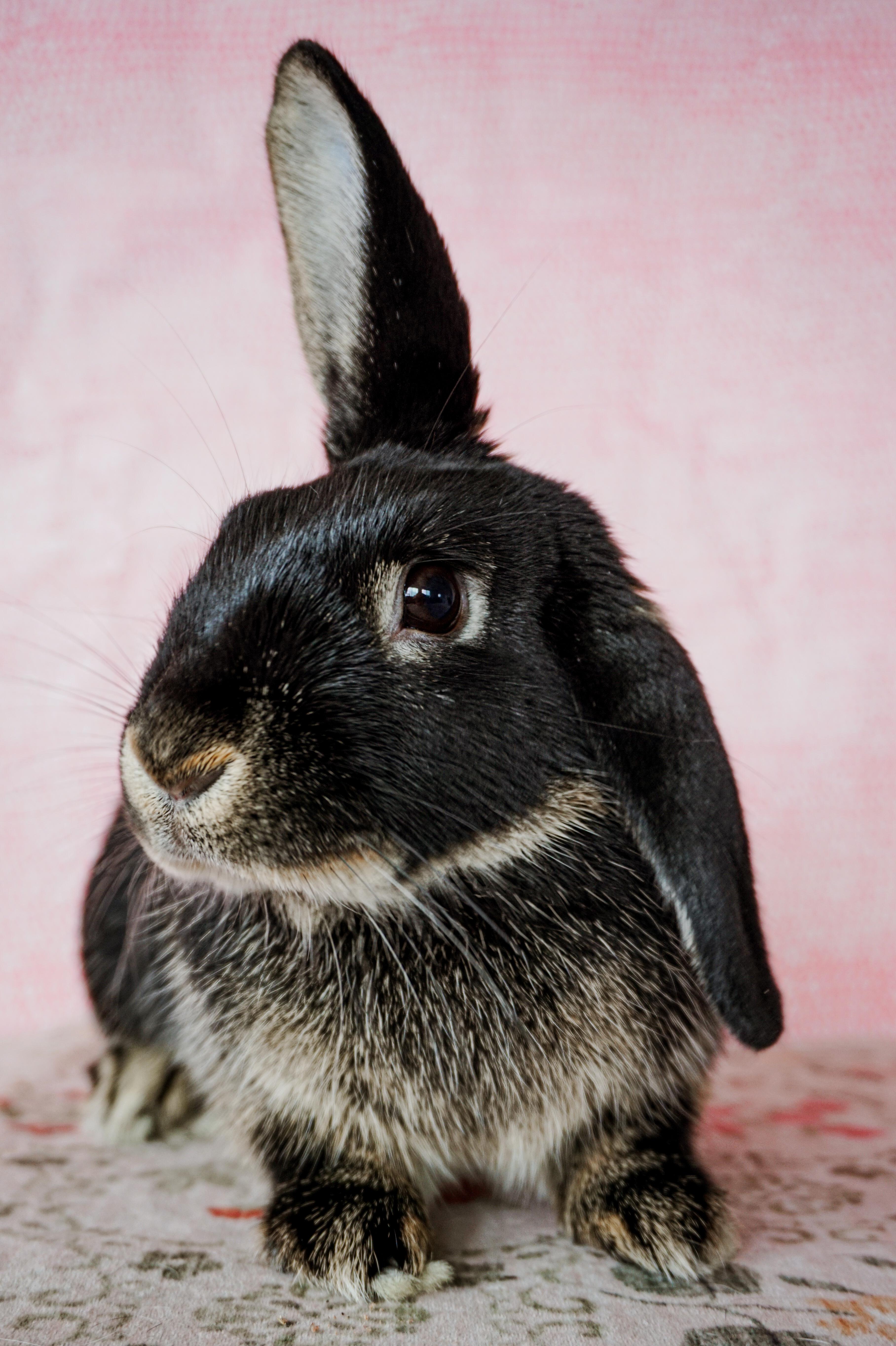 Flappy, a ADOPTABLE mixed breed in Long Beach, CA image 2/5