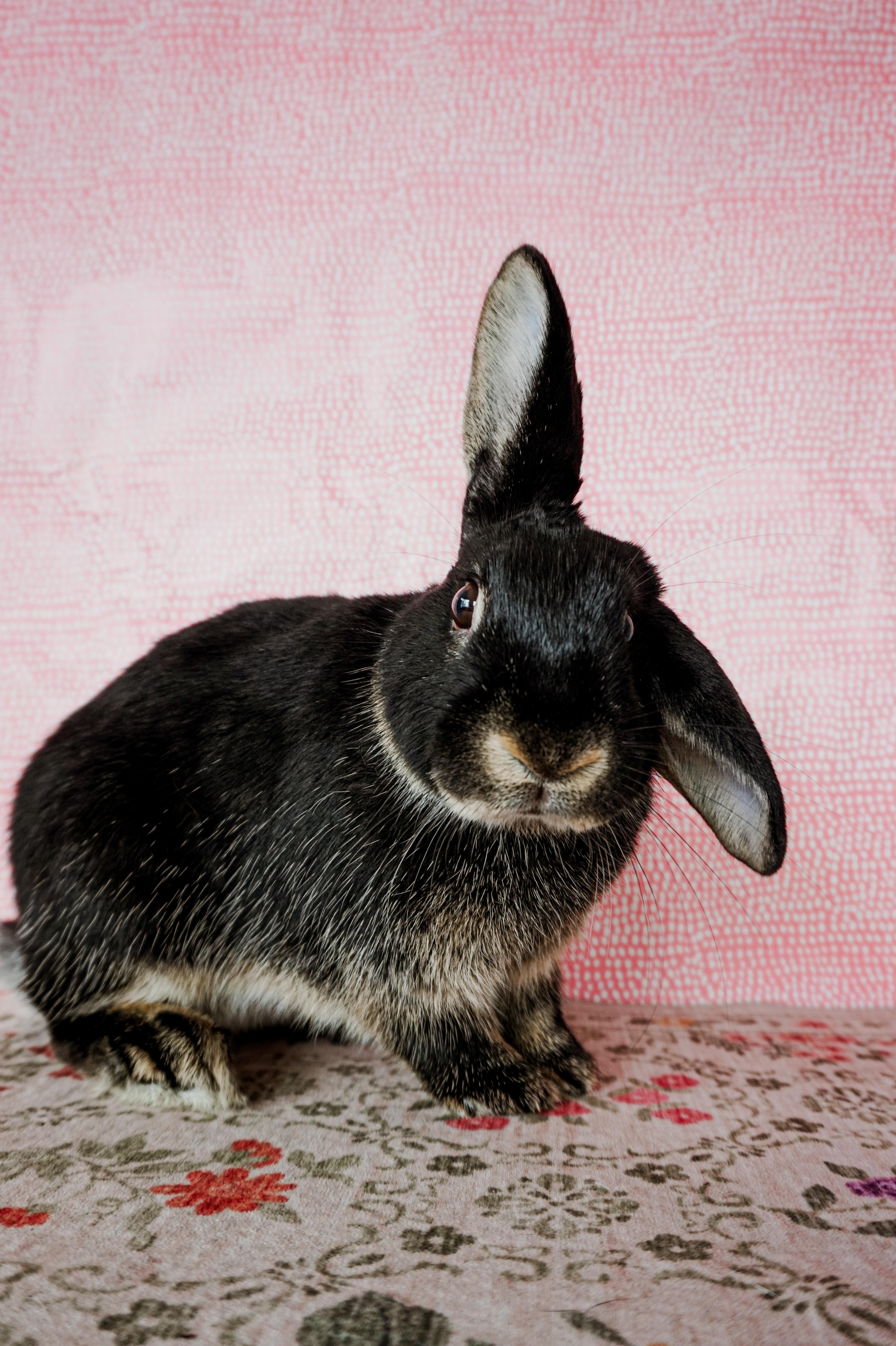 Flappy, ADOPTABLE, Young Male Silver Fox & American Fuzzy Lop.