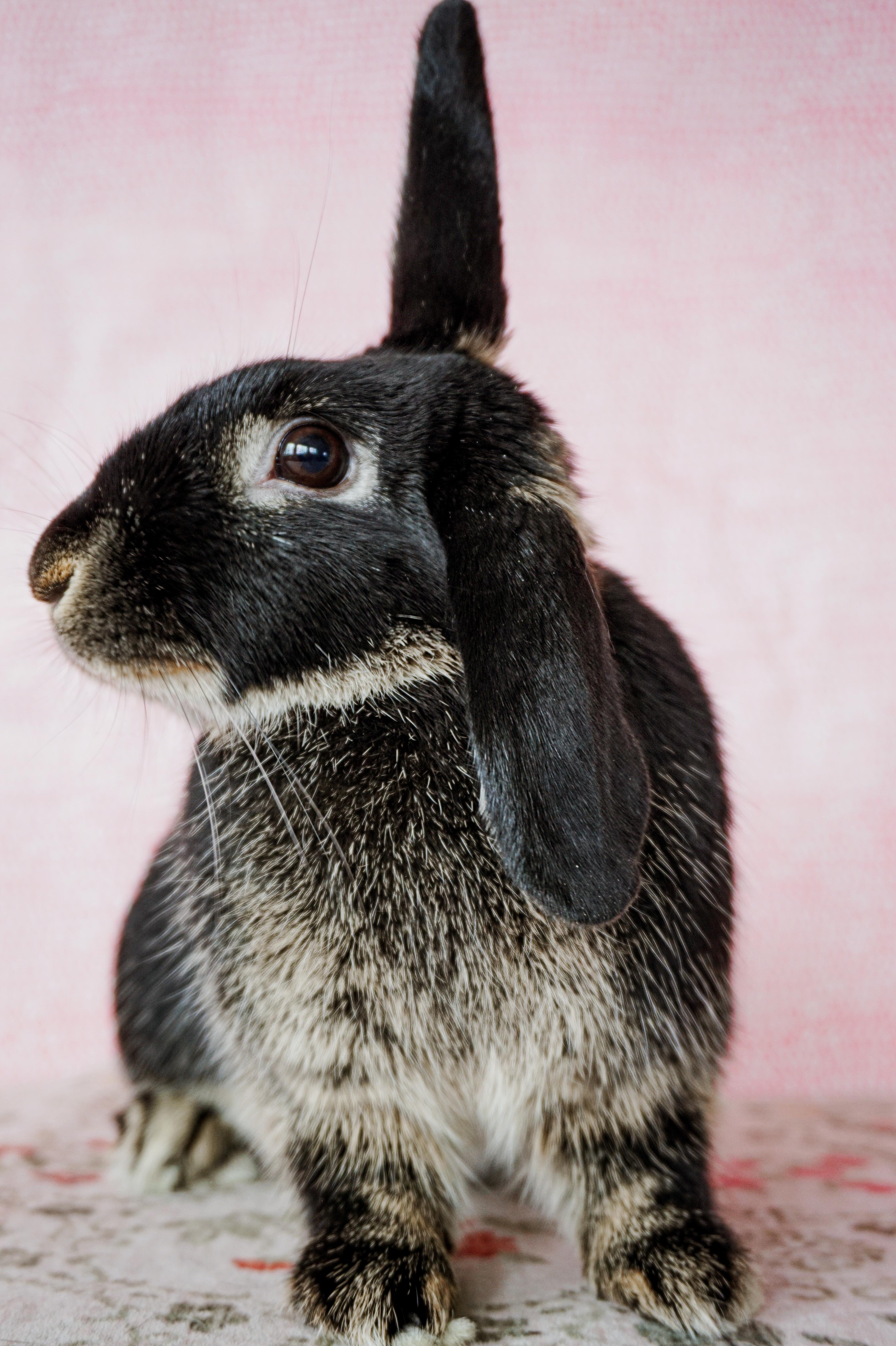 Flappy, a ADOPTABLE mixed breed in Long Beach, CA image 3/5