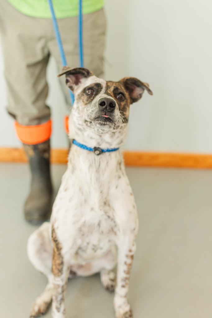 Little Bit 4, a Adoptable mixed breed in Lawrenceburg, TN image 1/4