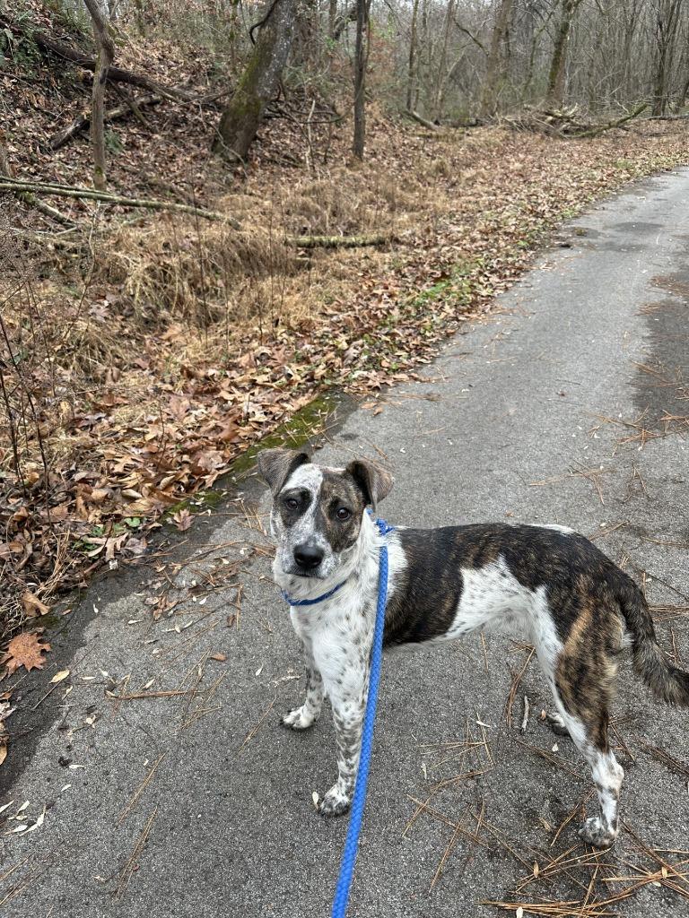 Little Bit 4, a Adoptable mixed breed in Lawrenceburg, TN image 2/4