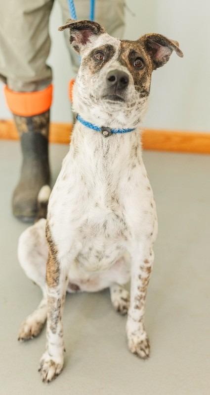 Little Bit 4, a Adoptable mixed breed in Lawrenceburg, TN image 3/4