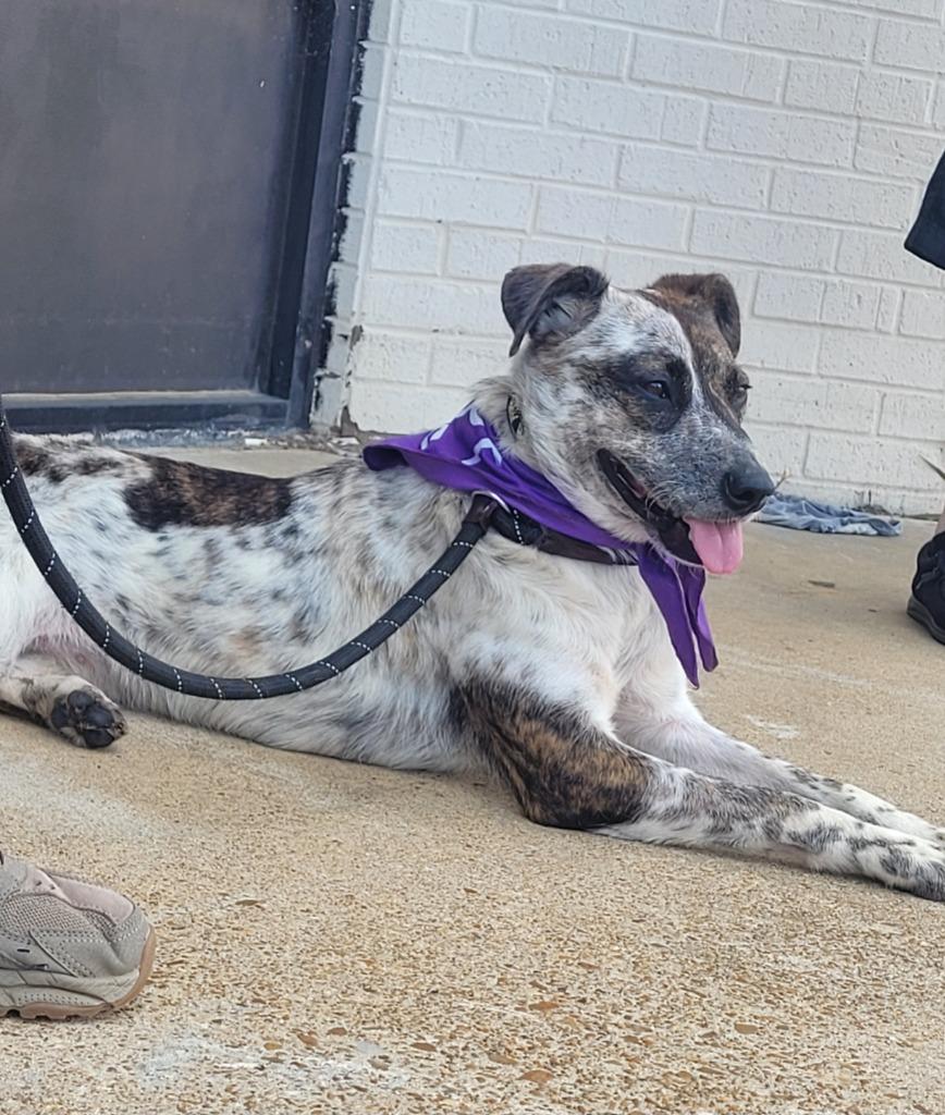 Enlarge Little Bit 4, a Adoptable mixed breed in Lawrenceburg, TN image 3/5