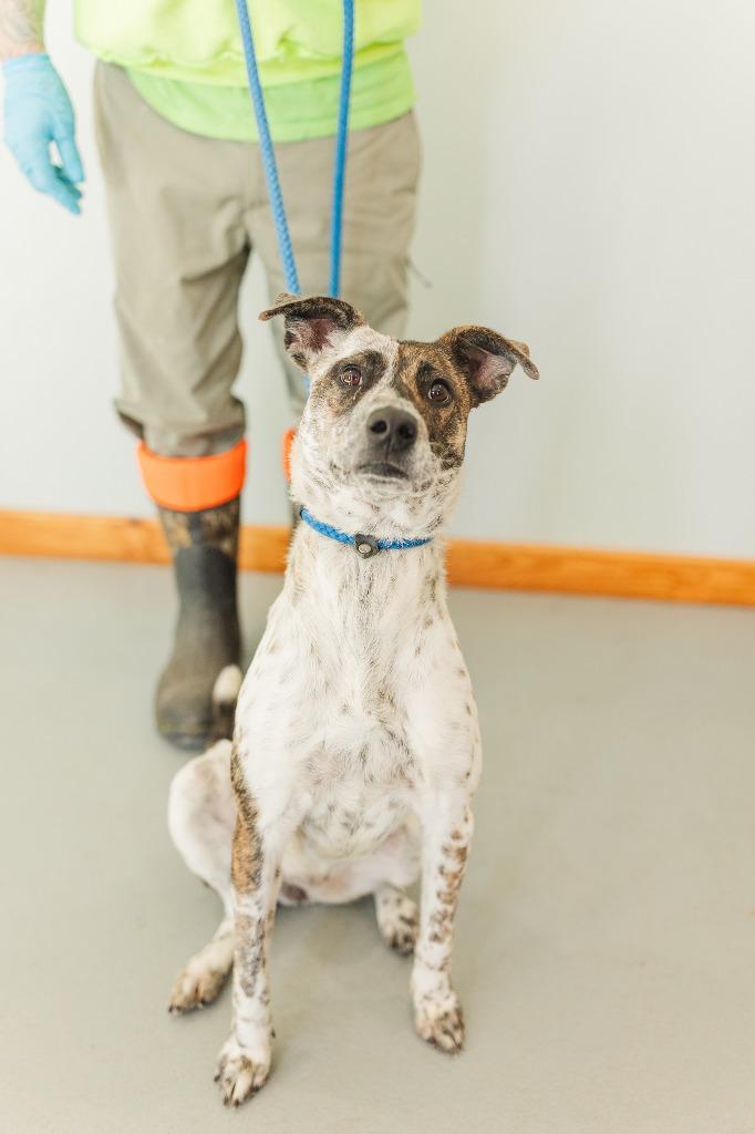 Little Bit 4, a Adoptable mixed breed in Lawrenceburg, TN image 4/4