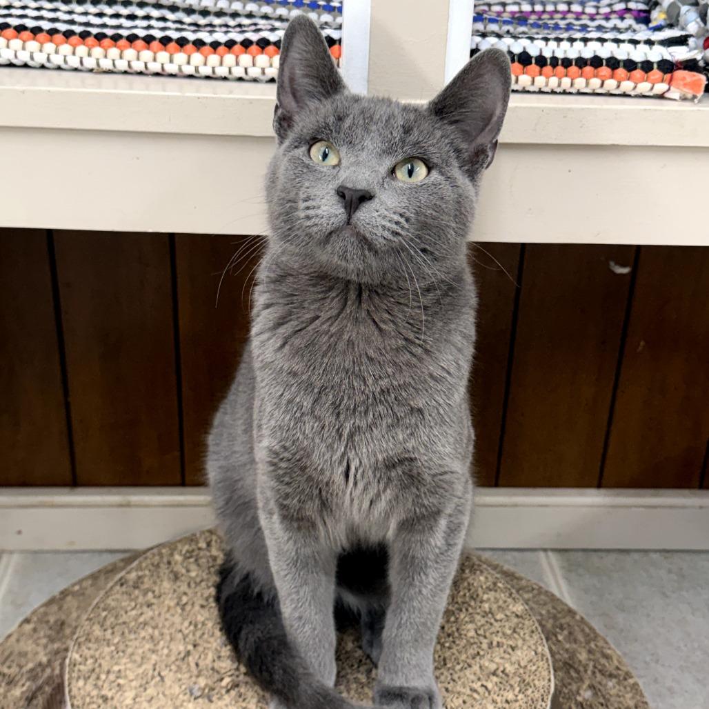 Enlarge Montel, a Adoptable Domestic Short Hair in Pontiac, IL image 2/5