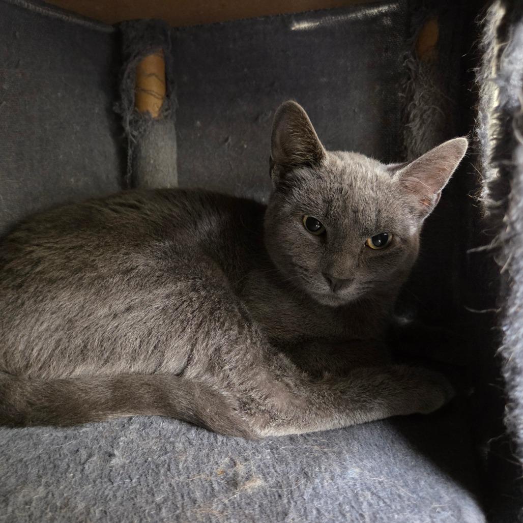 Enlarge Montel, a Adoptable Domestic Short Hair in Pontiac, IL image 3/5