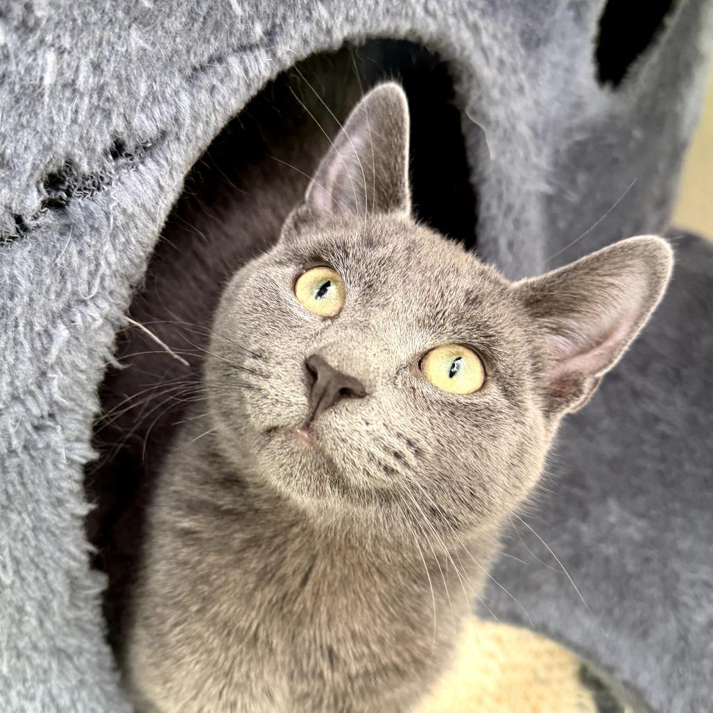 Enlarge Montel, a Adoptable Domestic Short Hair in Pontiac, IL image 4/5