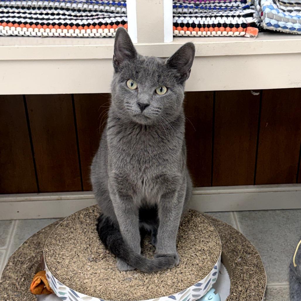 Enlarge Montel, a Adoptable Domestic Short Hair in Pontiac, IL image 5/5