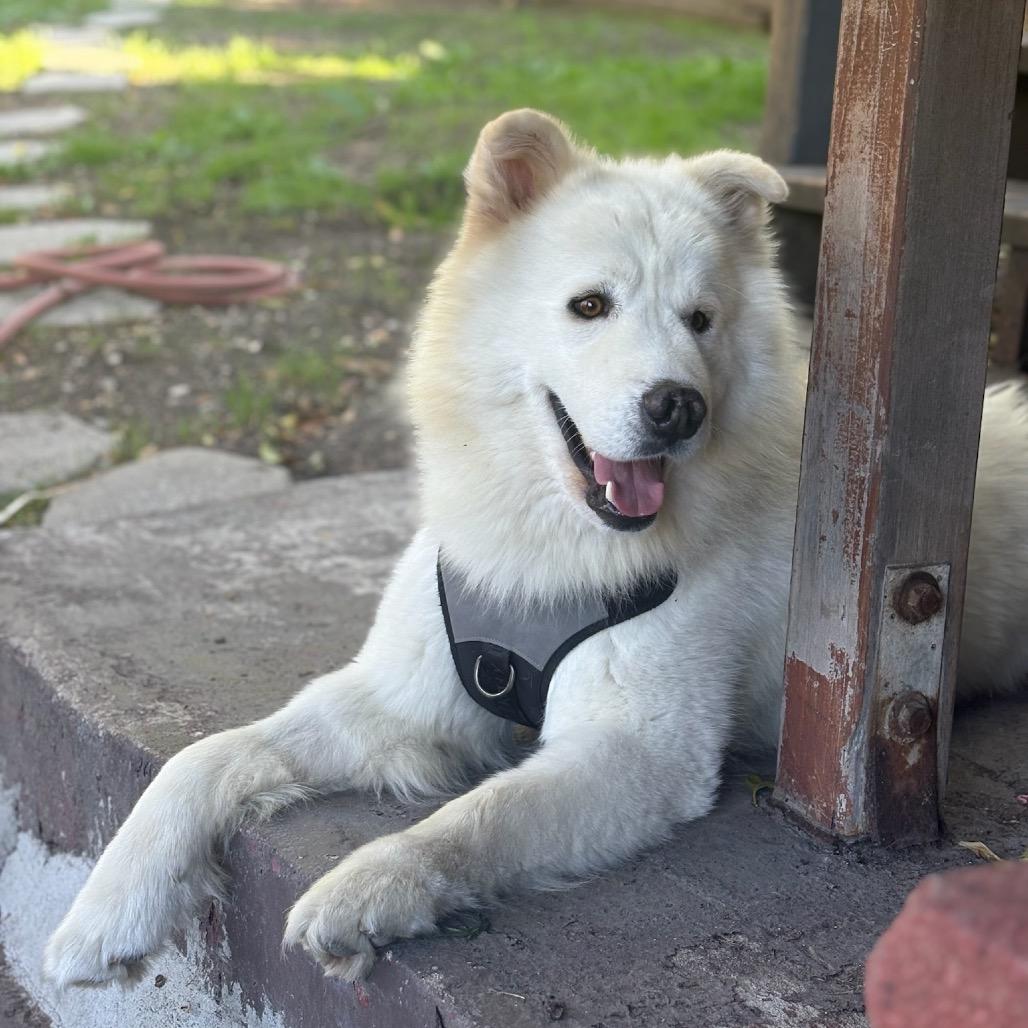 Enlarge Henry, a Adoptable mixed breed in Los Angeles, CA image 1/6
