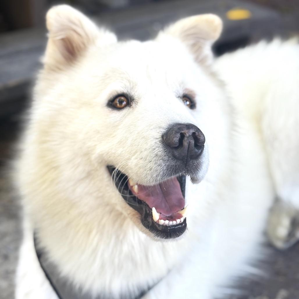 Enlarge Henry, a Adoptable mixed breed in Los Angeles, CA image 2/6