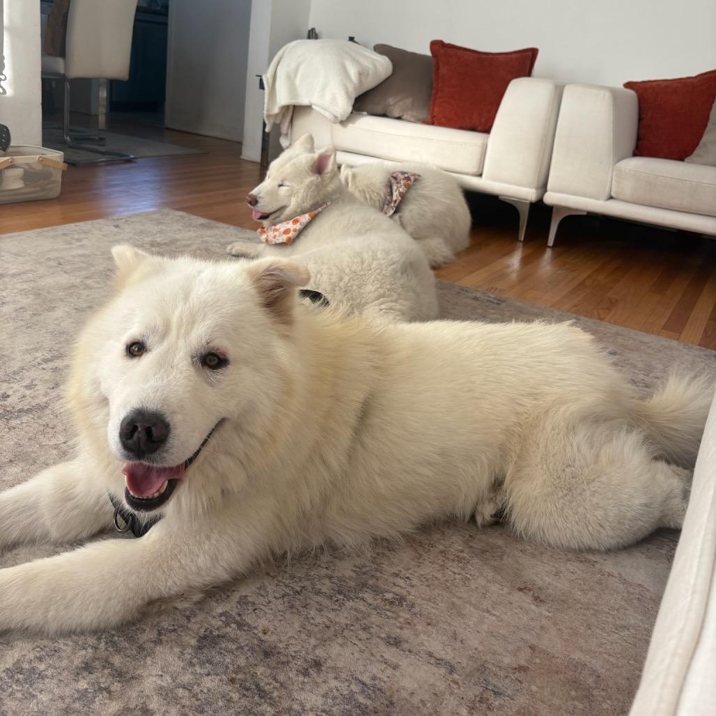 Enlarge Henry, a Adoptable mixed breed in Los Angeles, CA image 3/6