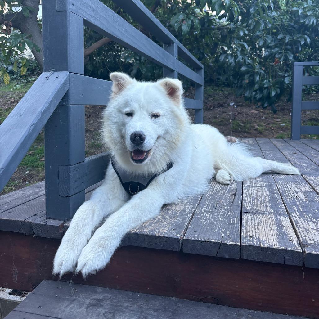 Enlarge Henry, a Adoptable mixed breed in Los Angeles, CA image 4/6