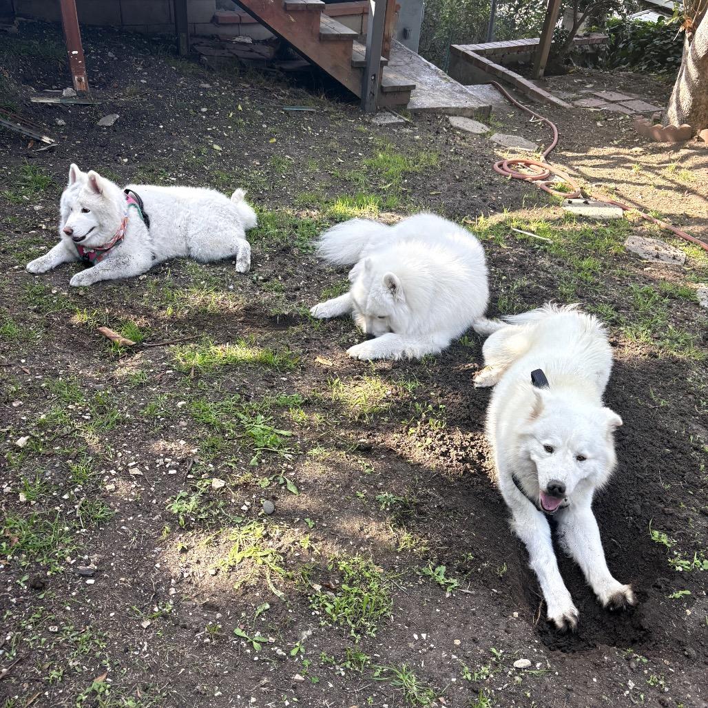 Enlarge Henry, a Adoptable mixed breed in Los Angeles, CA image 6/6