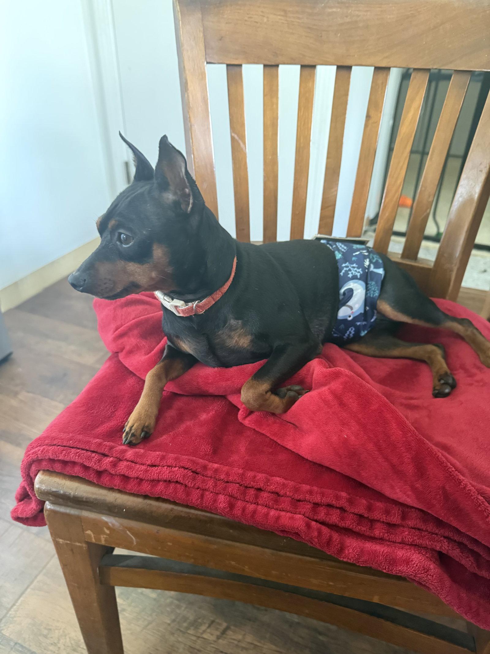 Rusty, Adopted, Young Male Miniature Pinscher.