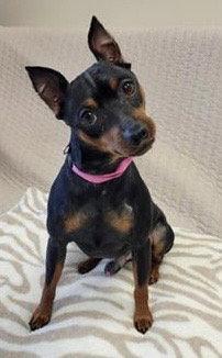 Enlarge Rusty, a Adopted Miniature Pinscher in Fort Wayne, IN image 3/3