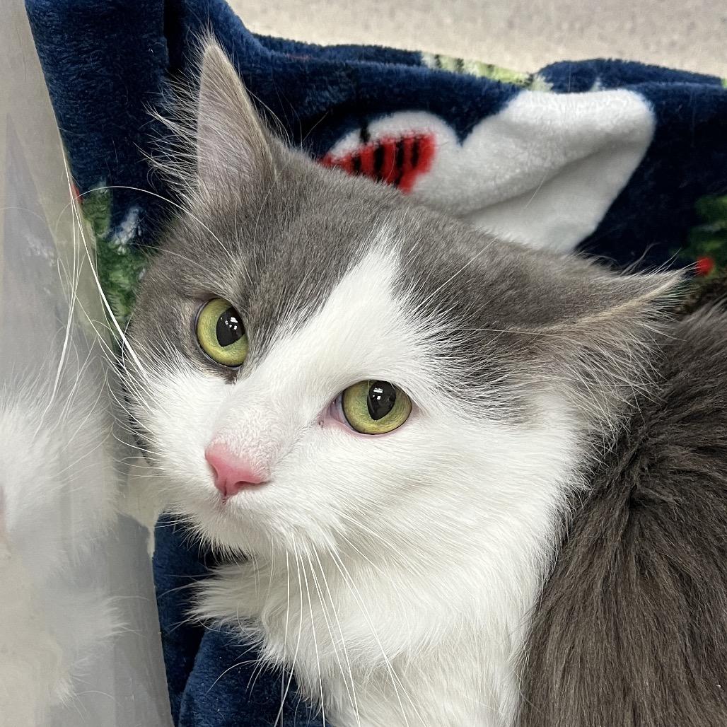 Louie, Adoptable, Adult Male Domestic Long Hair.