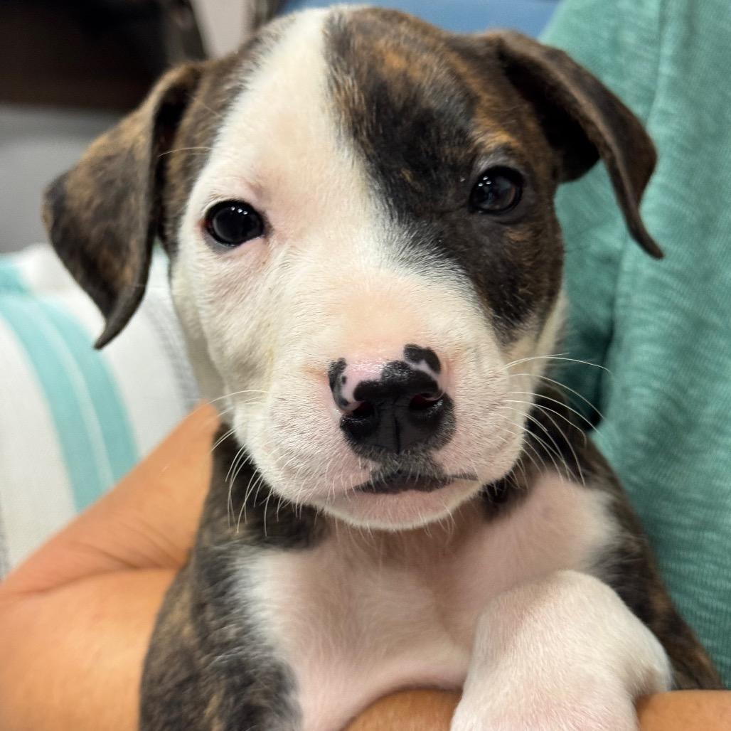 DEXTER (685), Adoptable, Puppy Male Pit Bull Terrier & Hound.