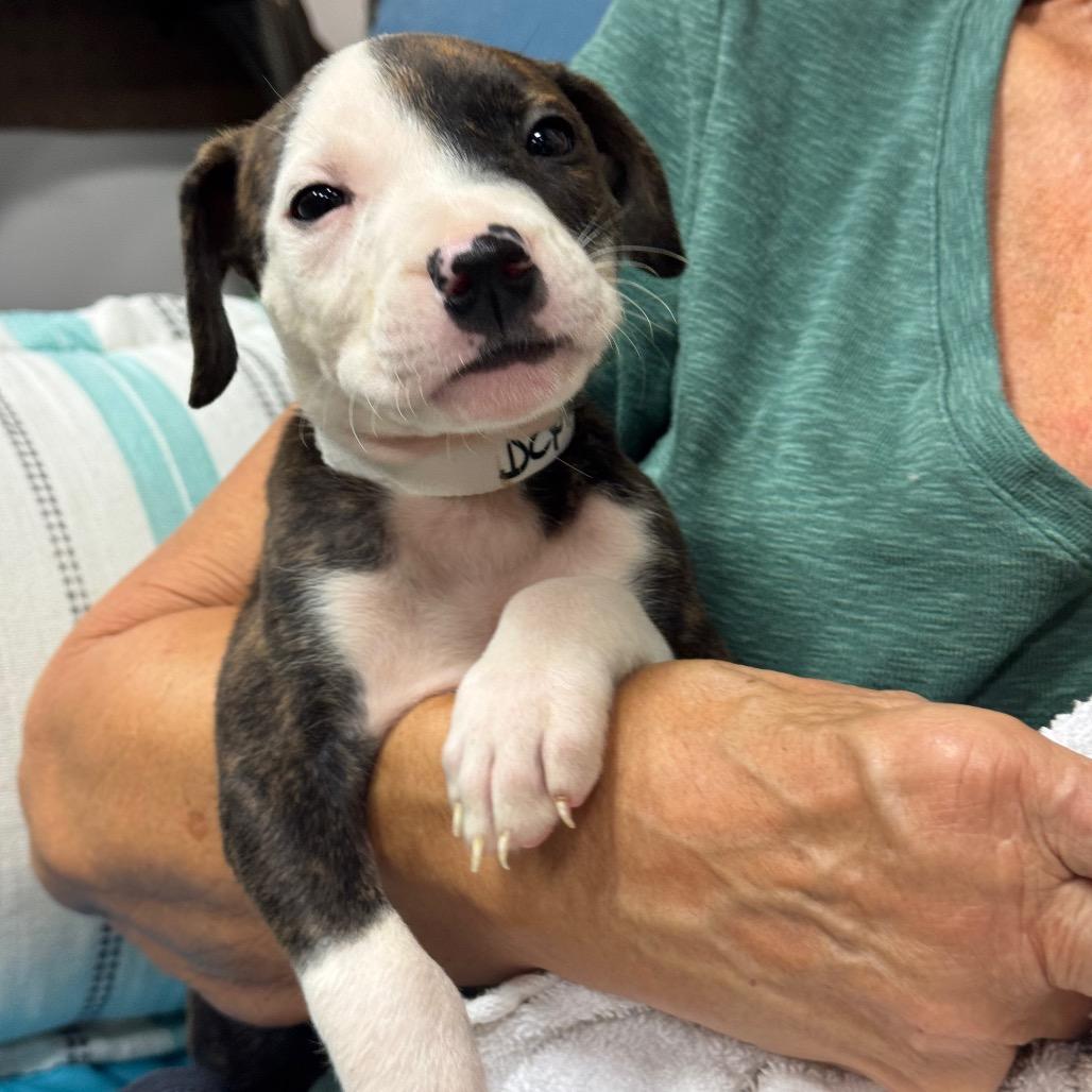Enlarge DEXTER (685), a Adoptable mixed breed in Indiantown, FL image 2/5