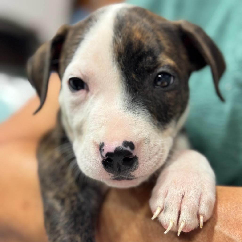 Enlarge DEXTER (685), a Adoptable mixed breed in Indiantown, FL image 3/5
