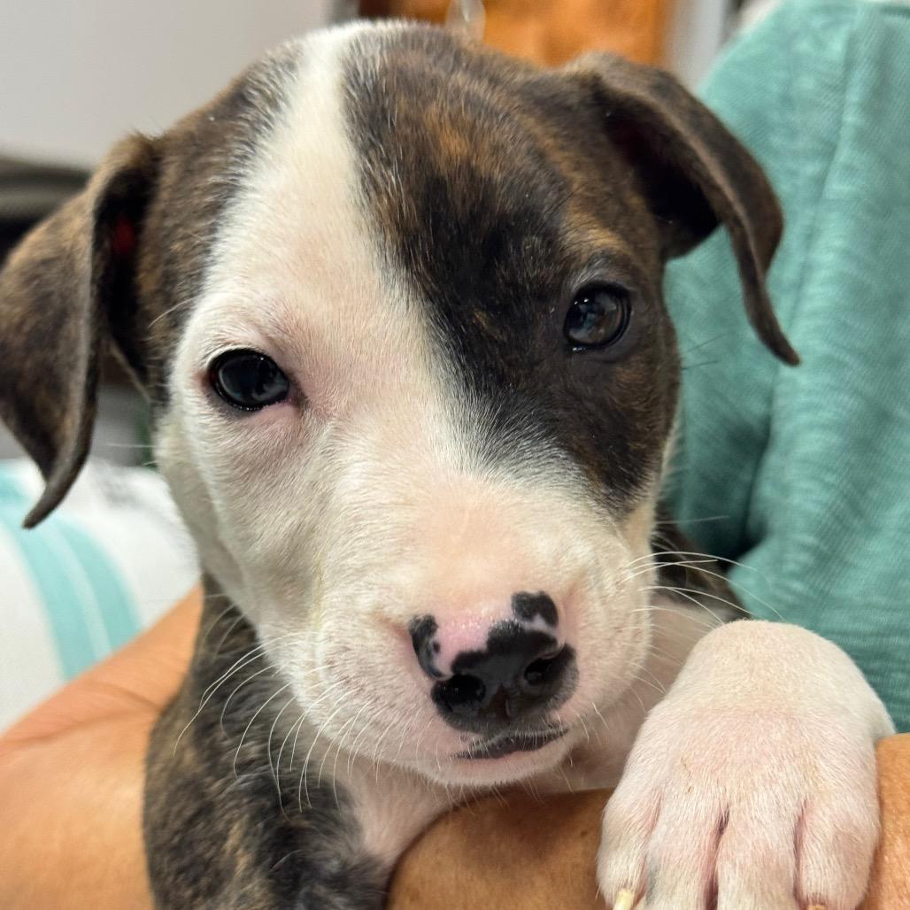 Enlarge DEXTER (685), a Adoptable mixed breed in Indiantown, FL image 4/5