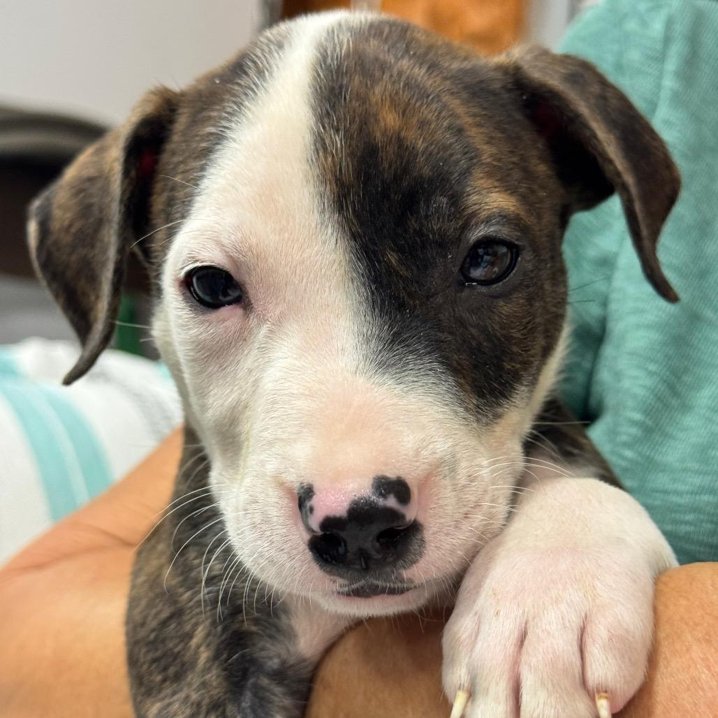 Enlarge DEXTER (685), a Adoptable mixed breed in Indiantown, FL image 5/5