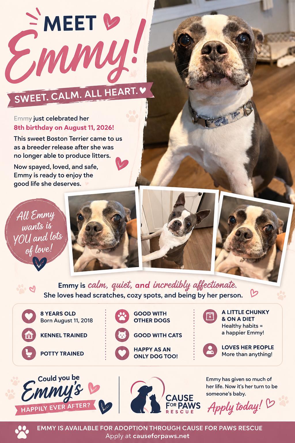 Emmy, a ADOPTABLE Boston Terrier in Byron, IL image 1/6