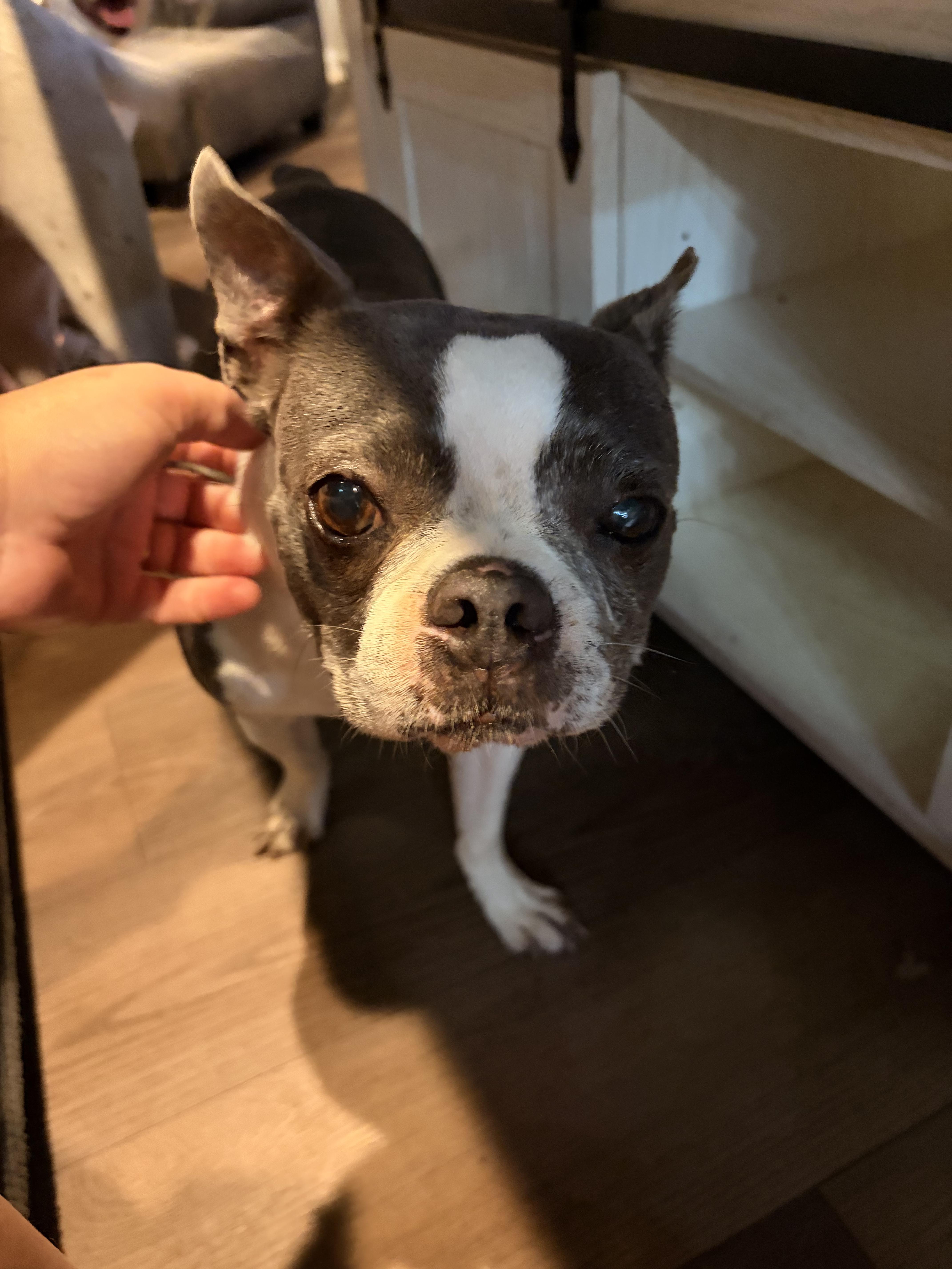 Emmy, a ADOPTABLE Boston Terrier in Byron, IL image 5/6