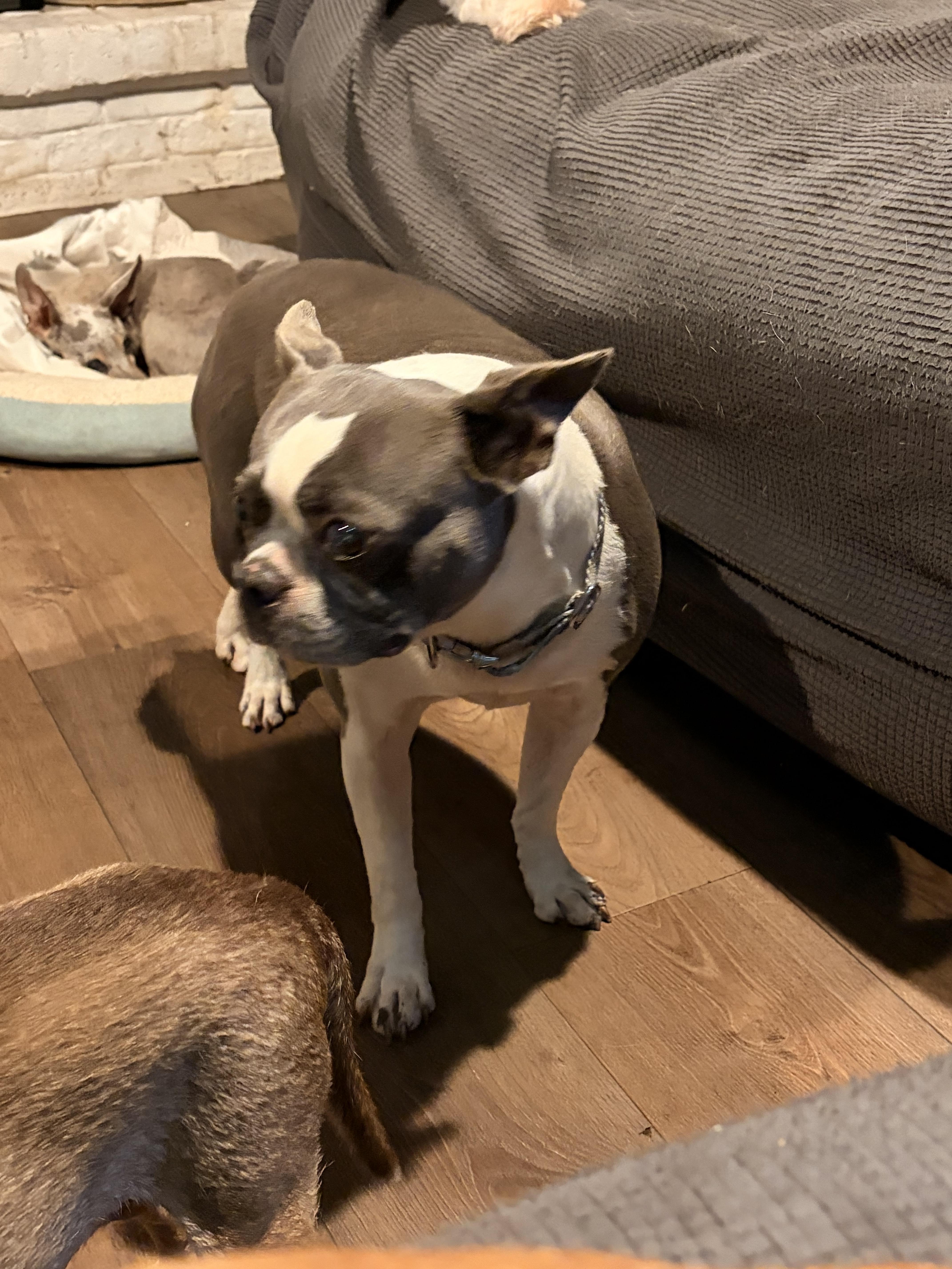 Emmy, a ADOPTABLE Boston Terrier in Byron, IL image 3/6