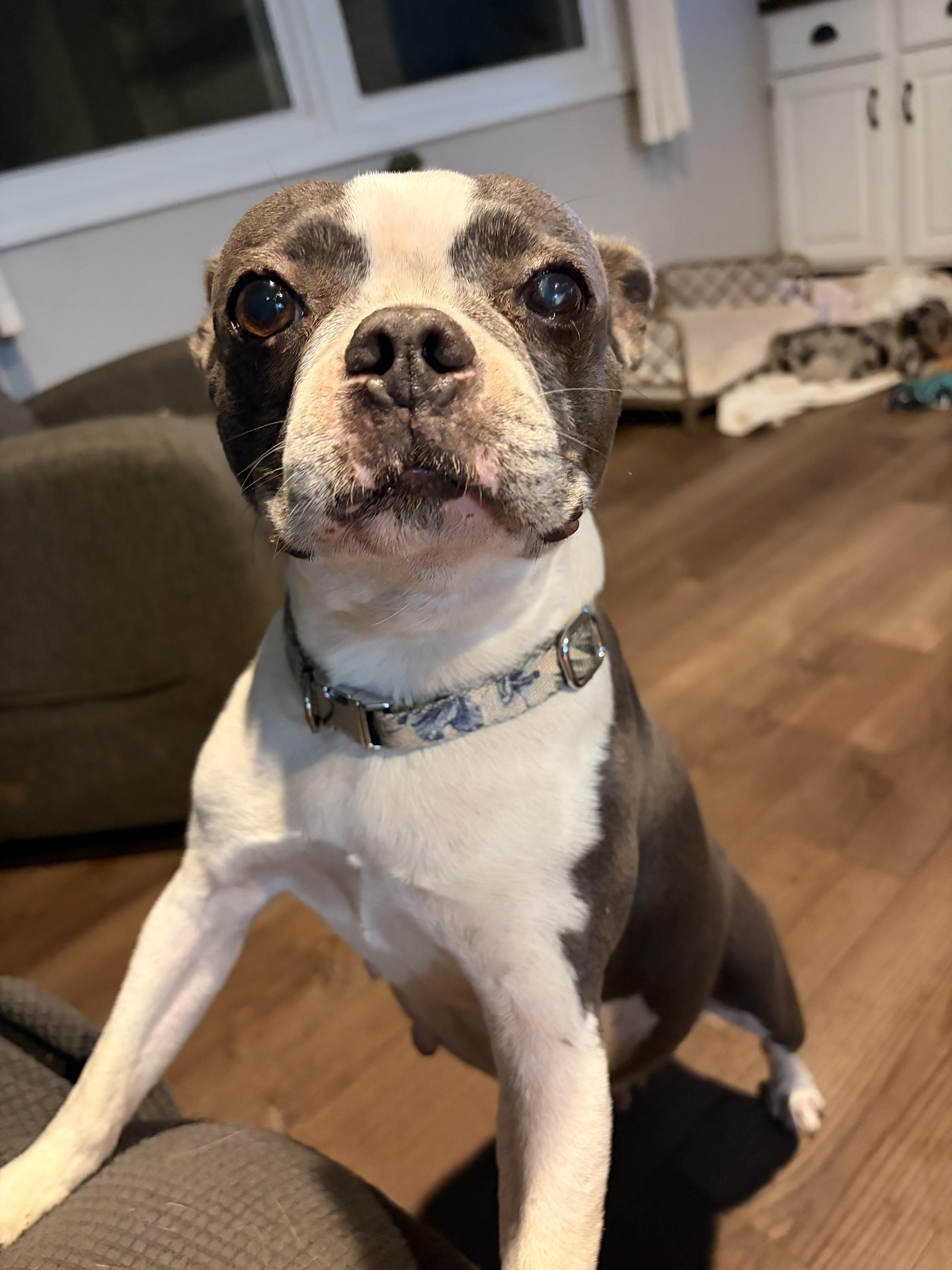 Emmy, a ADOPTABLE Boston Terrier in Byron, IL image 2/6