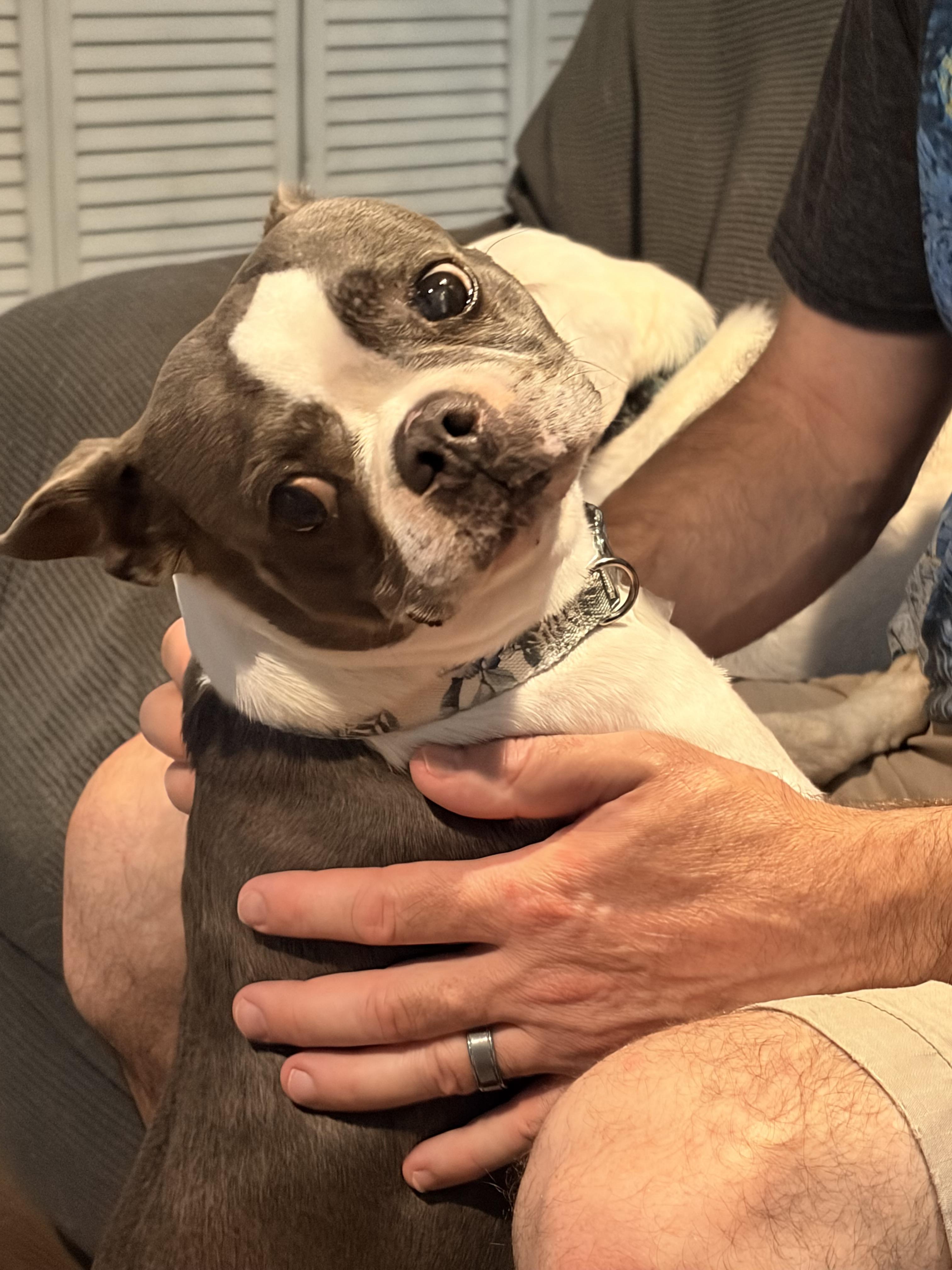 Emmy, a ADOPTABLE Boston Terrier in Byron, IL image 4/6