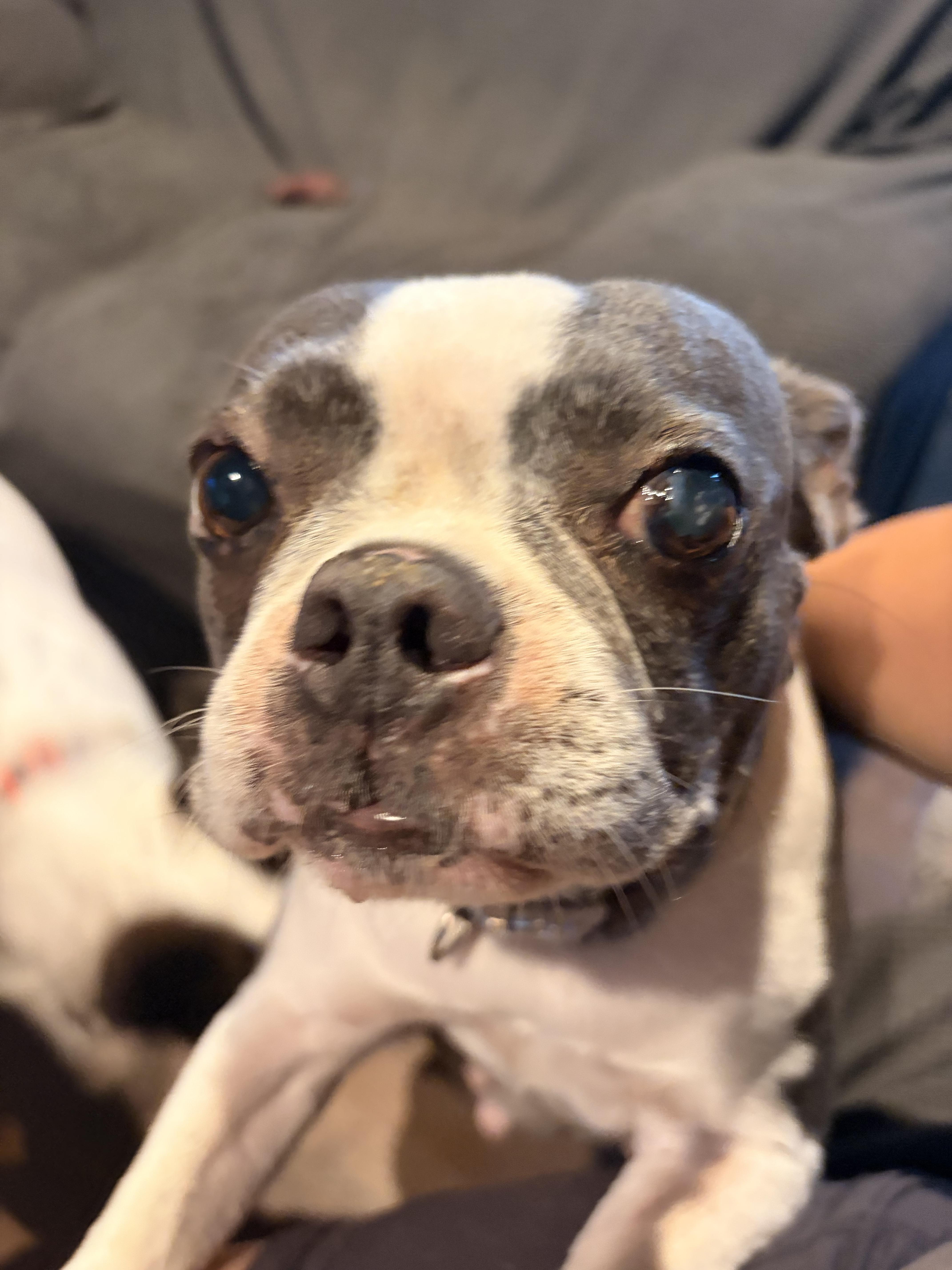 Emmy, a ADOPTABLE Boston Terrier in Byron, IL image 6/6