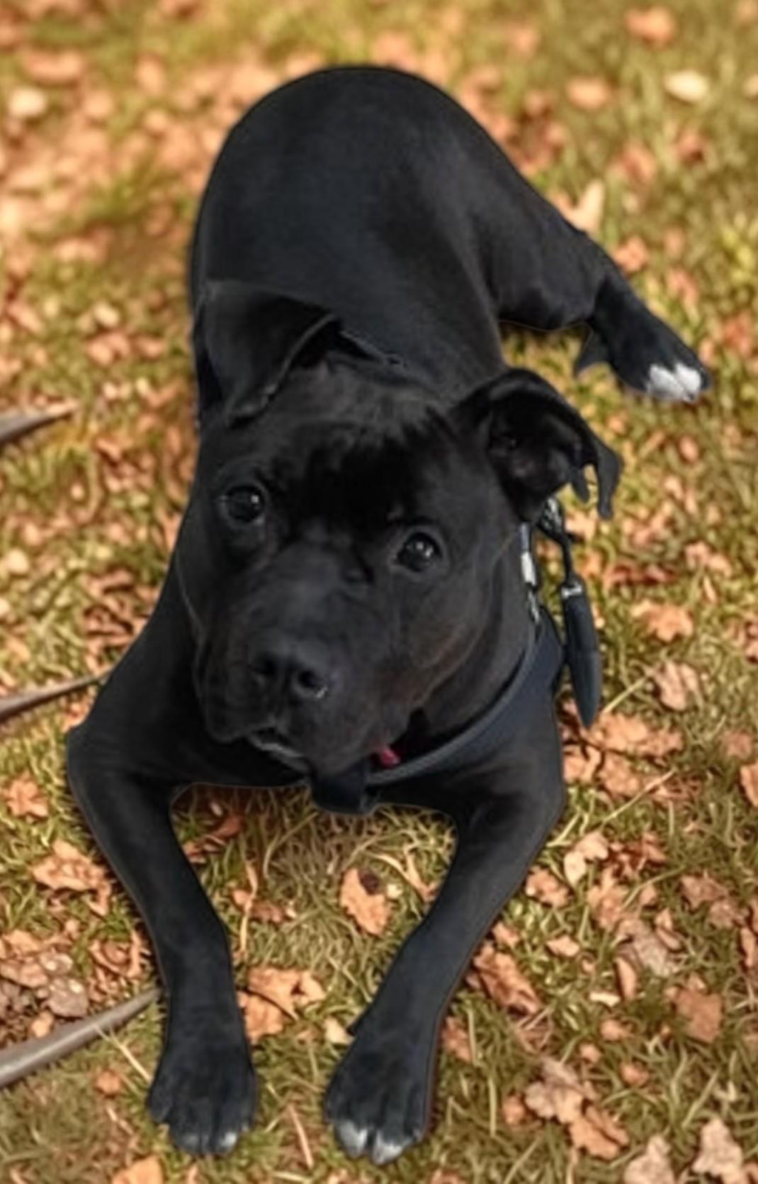 Enlarge River, a ADOPTABLE Mixed Breed in Miller Beach, IN image 1/1