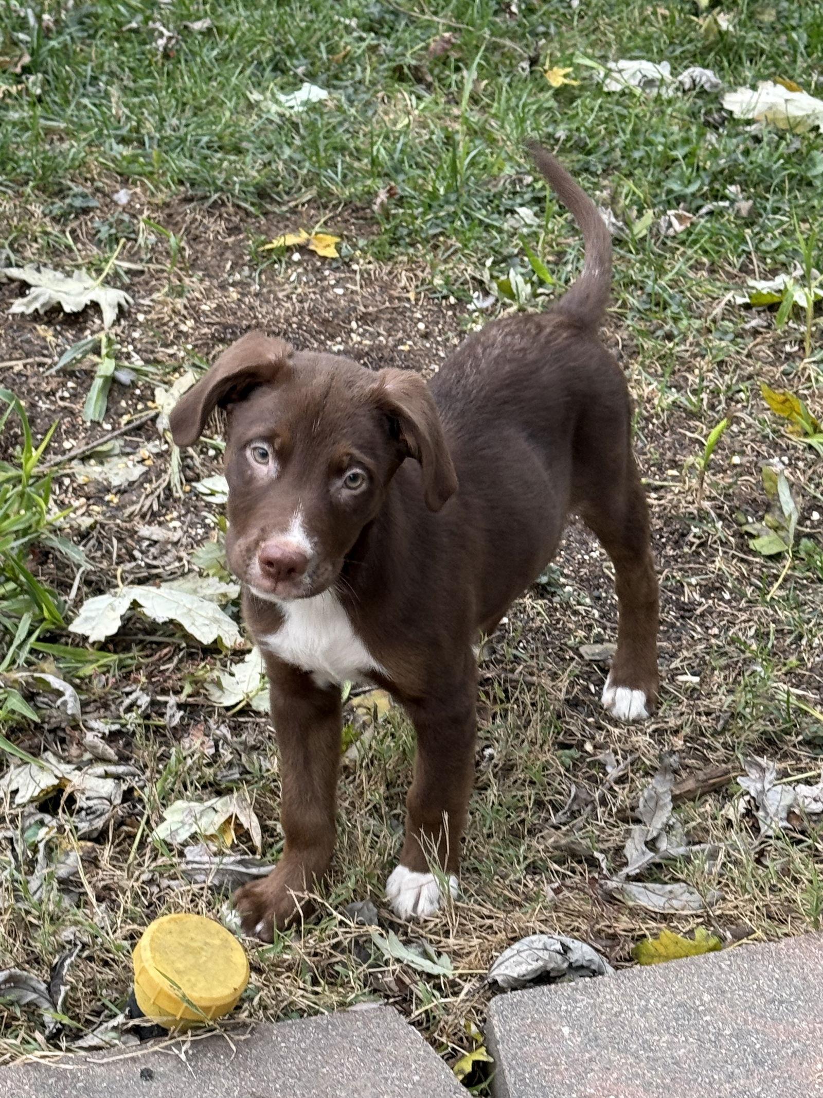 Tripp, a Adoptable mixed breed in Fenton, MO image 1/3