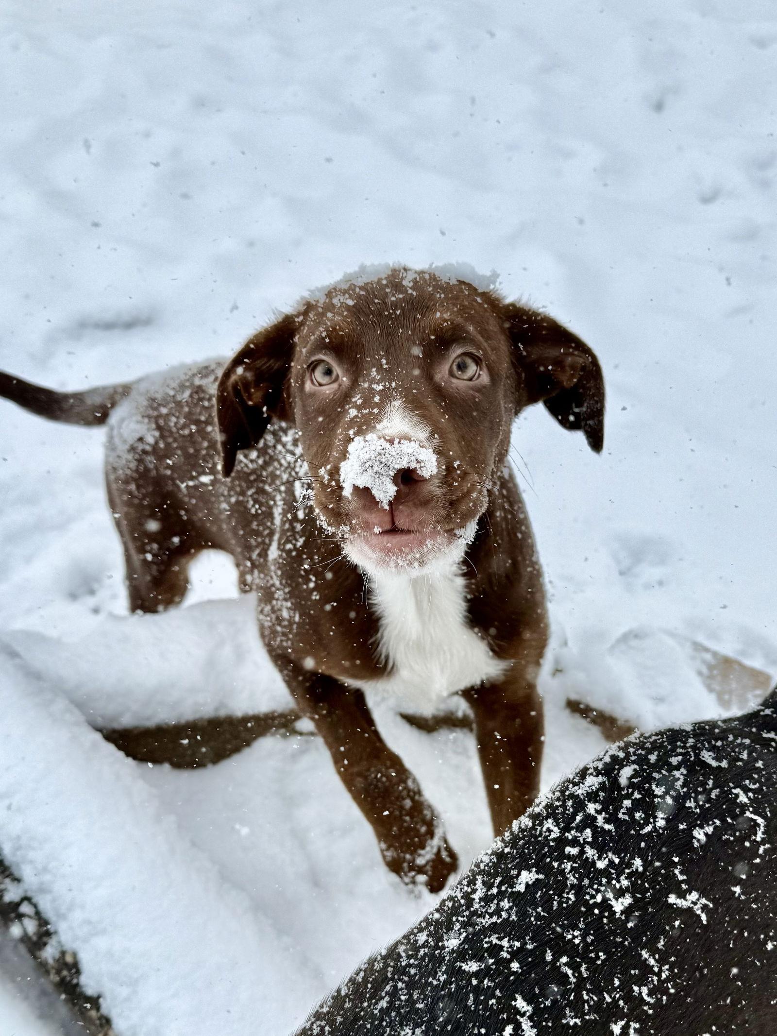Tripp, a Adoptable mixed breed in Fenton, MO image 2/3