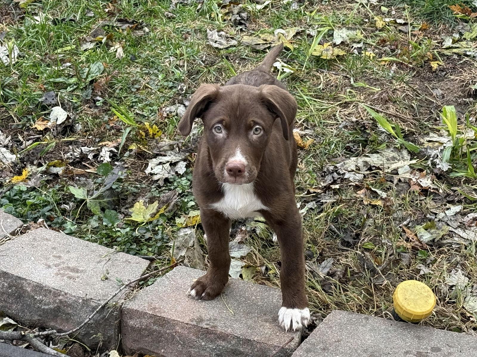 Tripp, a Adoptable mixed breed in Fenton, MO image 3/3