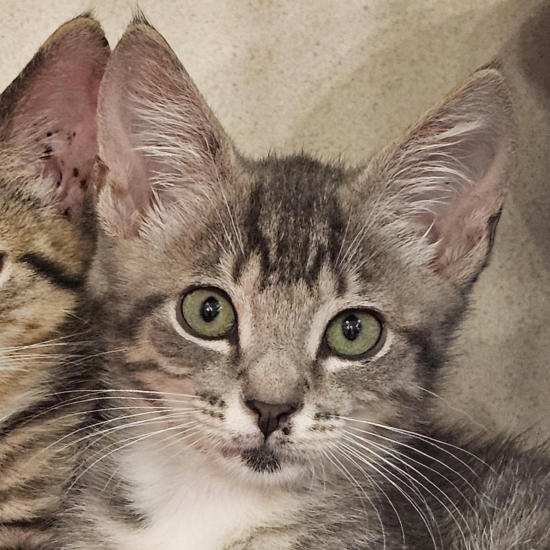 Enlarge Zaza, an adopted Domestic Short Hair in Naples, FL image 1/5