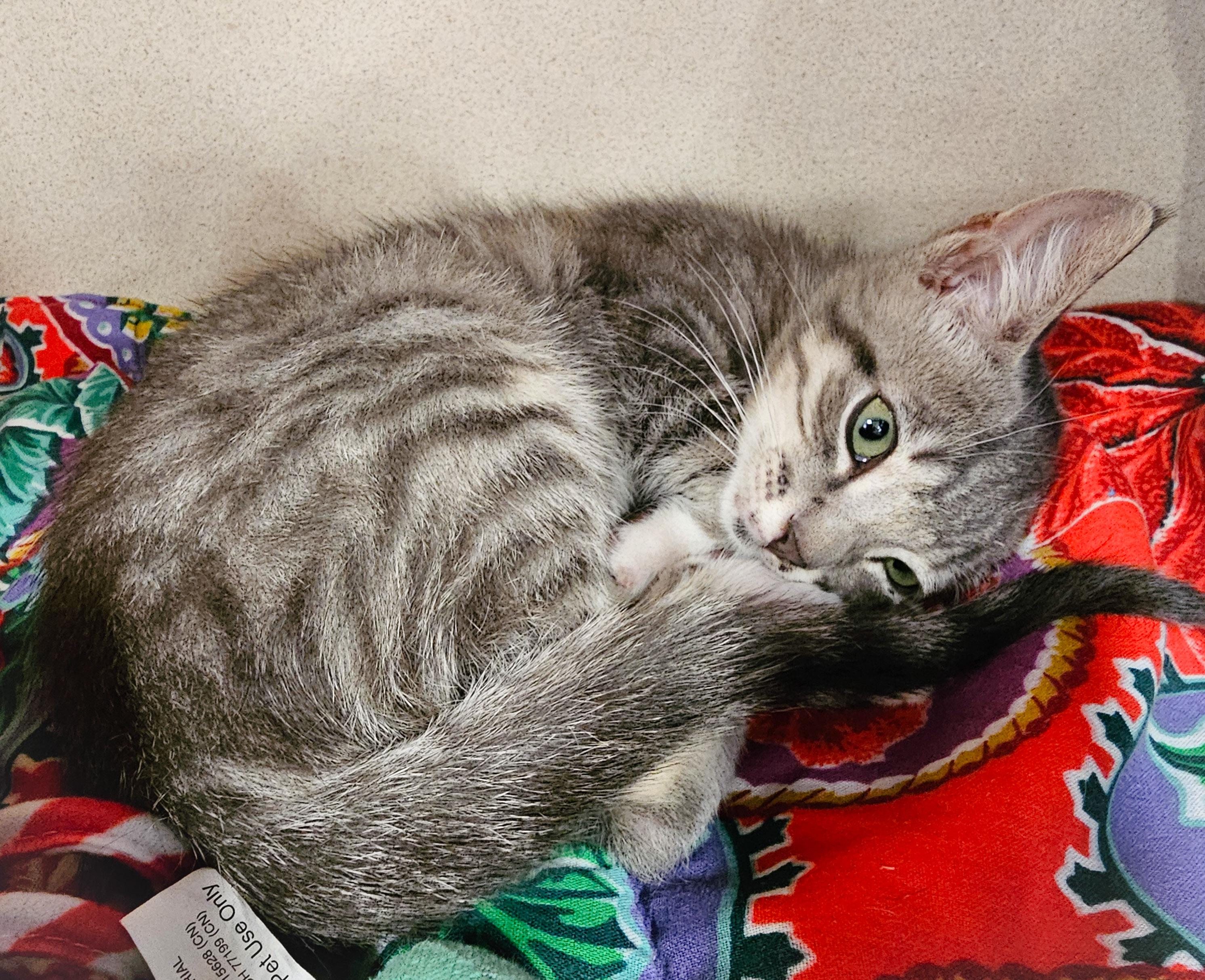 Enlarge Zaza, an adopted Domestic Short Hair in Naples, FL image 2/5