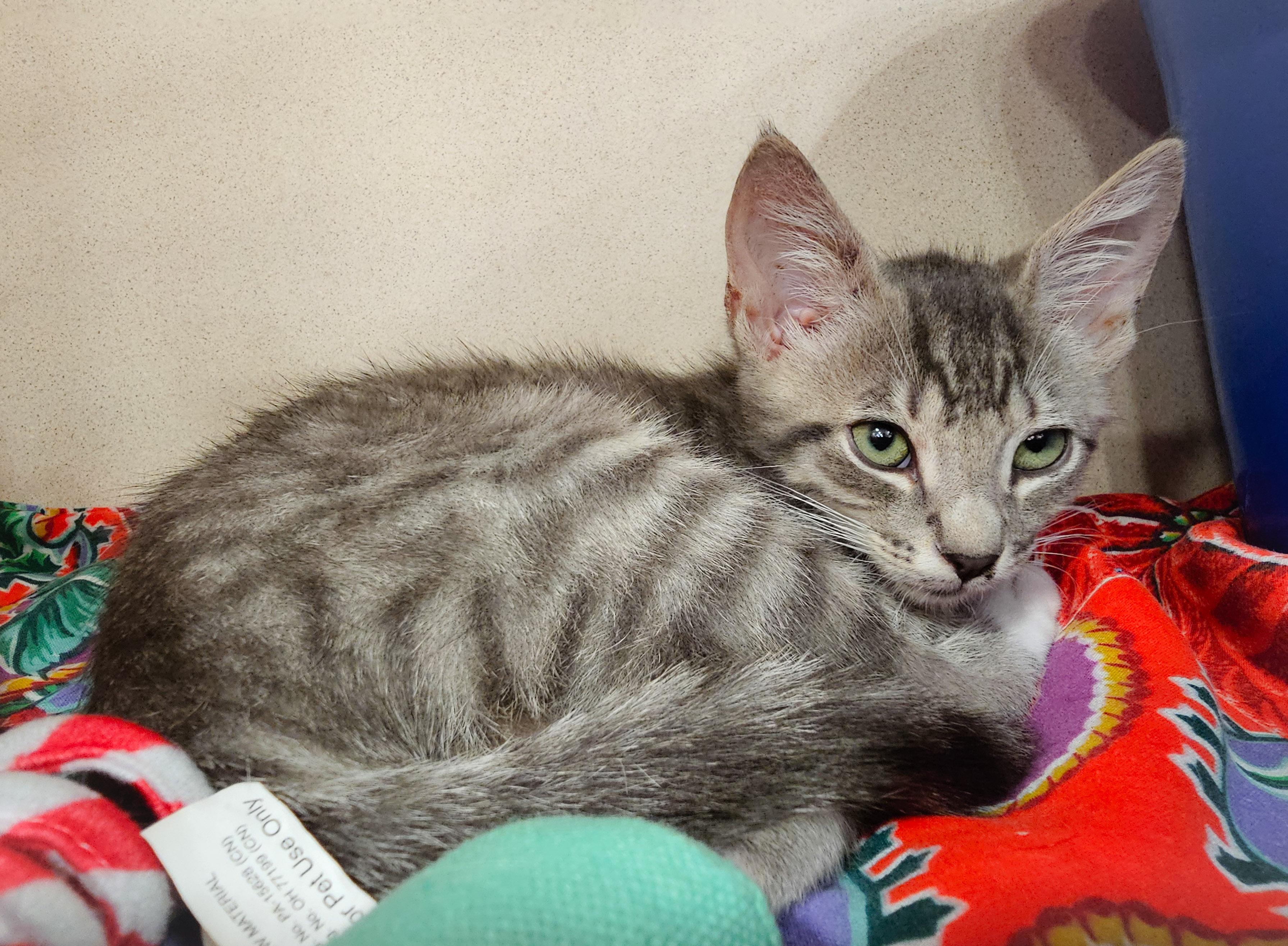 Enlarge Zaza, an adopted Domestic Short Hair in Naples, FL image 3/5