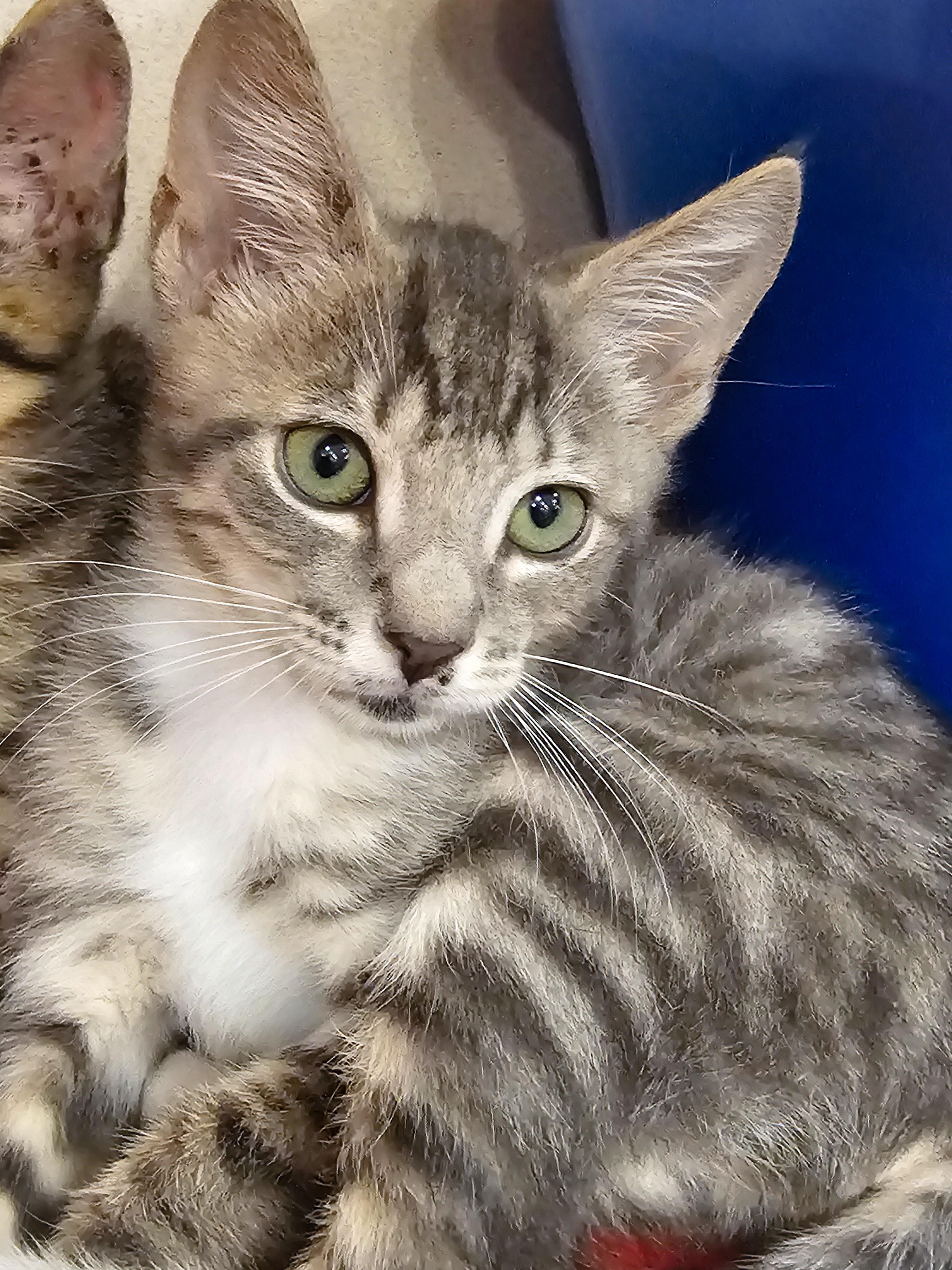 Enlarge Zaza, an adopted Domestic Short Hair in Naples, FL image 4/5