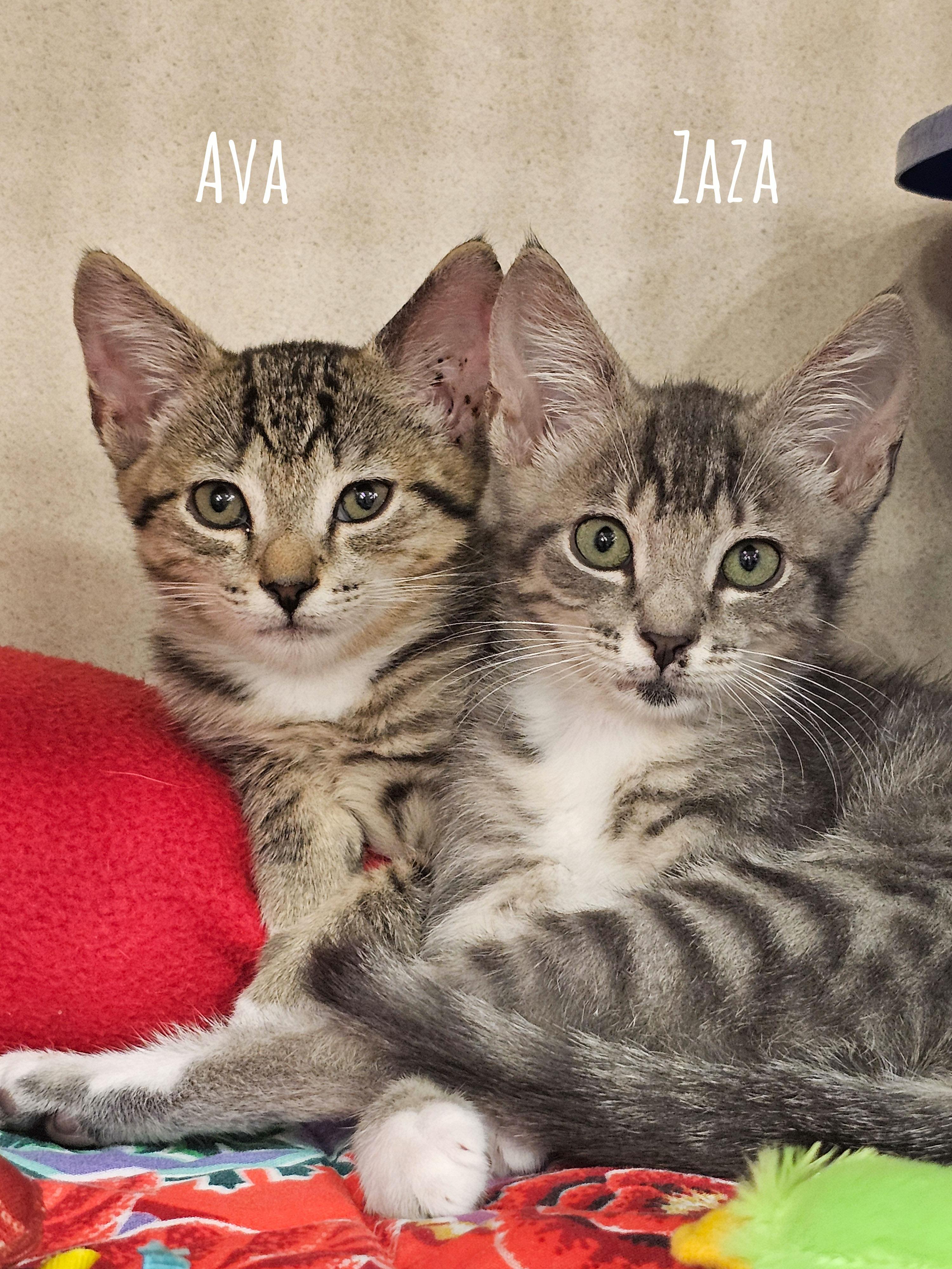 Enlarge Zaza, an adopted Domestic Short Hair in Naples, FL image 5/5