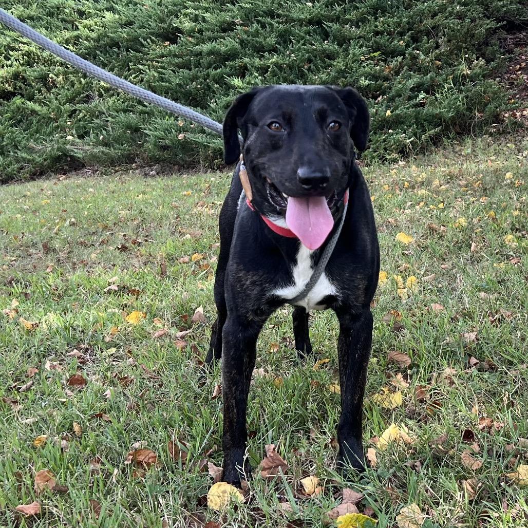 Repertoire, Adoptable, Young Male Mixed Breed.