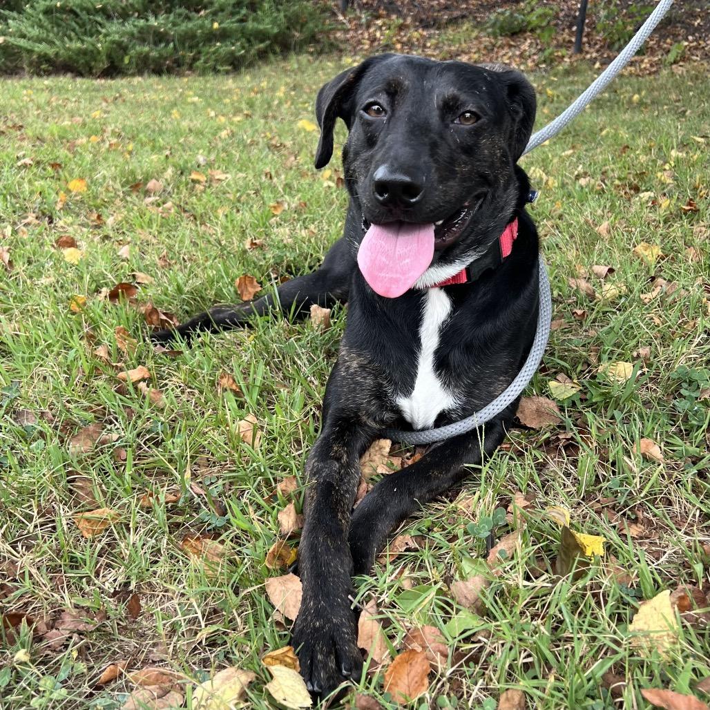 Enlarge Repertoire, a Adoptable Mixed Breed in Asheville, NC image 2/6