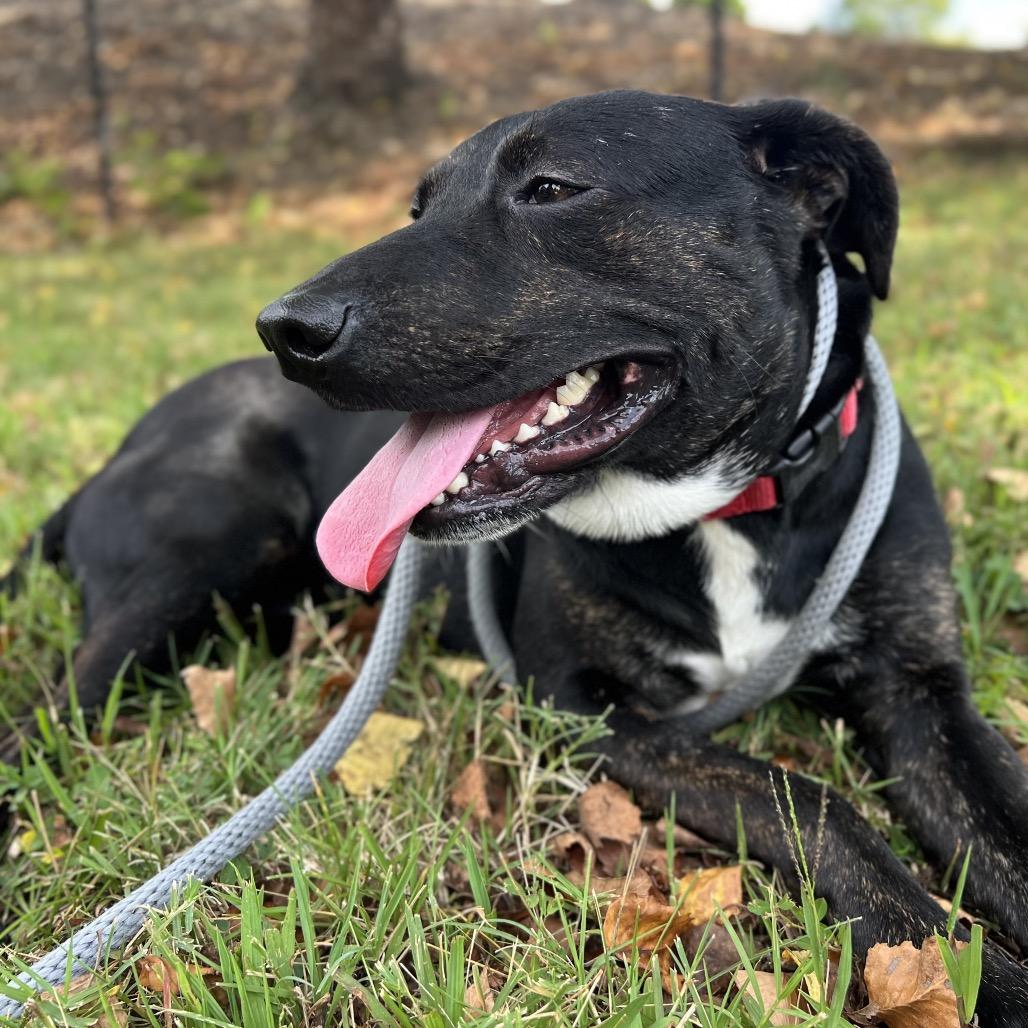 Enlarge Repertoire, a Adoptable Mixed Breed in Asheville, NC image 3/6