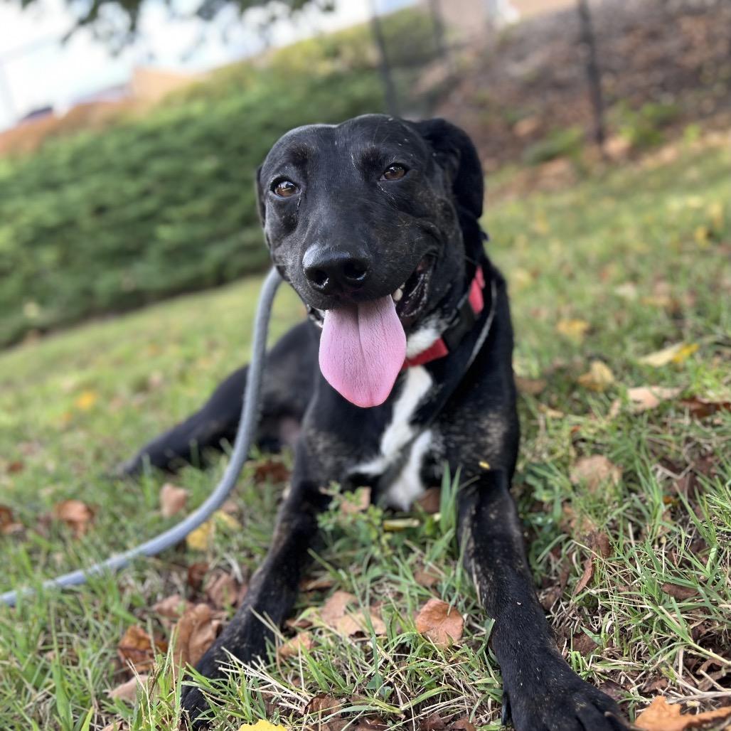 Enlarge Repertoire, a Adoptable Mixed Breed in Asheville, NC image 4/6